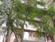Sale 2 Bhk, 804 sft, Santacruz W, Nutex, Saraswat Colony.