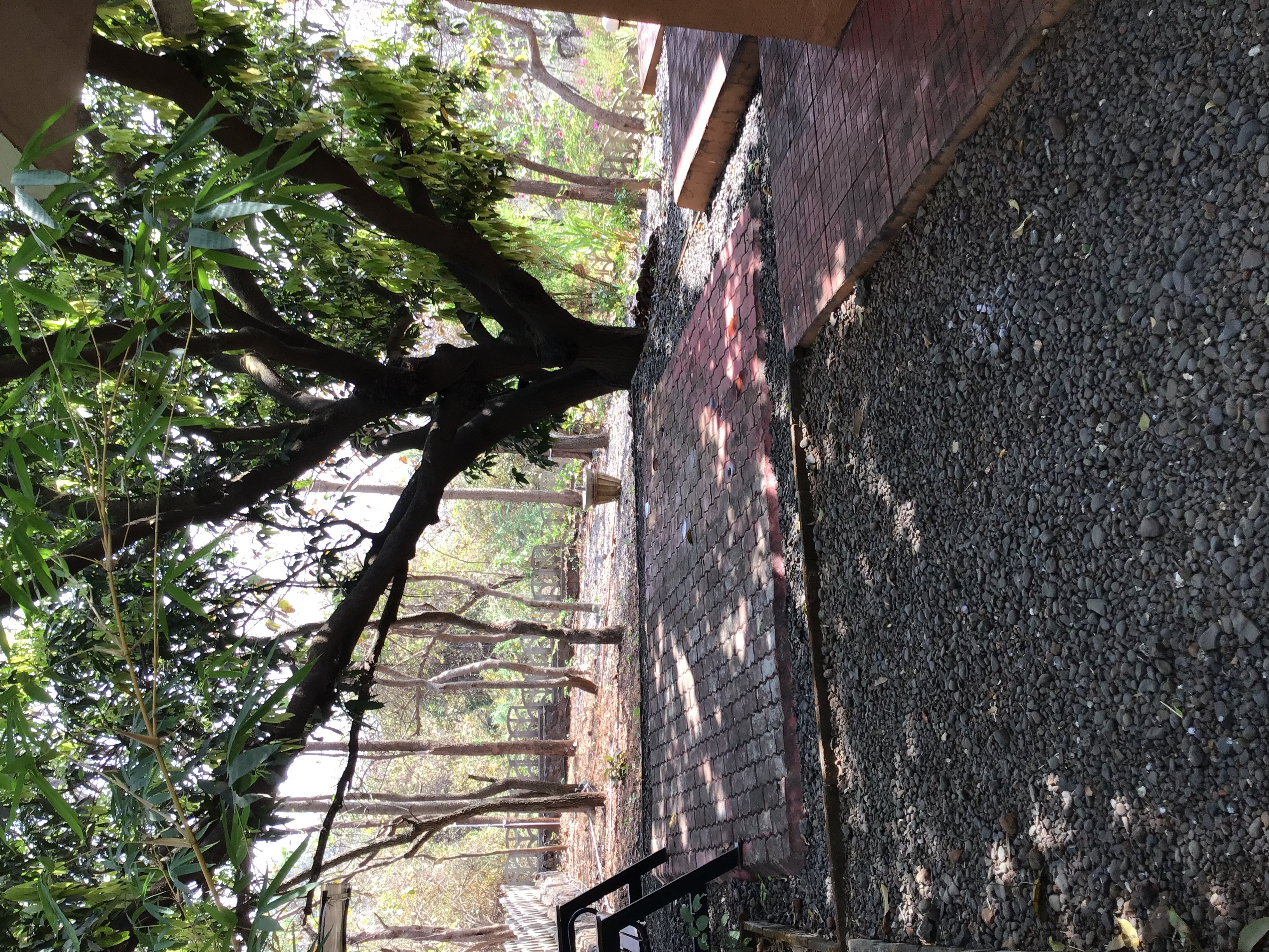 40year old Langada Mango tree 2000 mangoes every 2 yrs