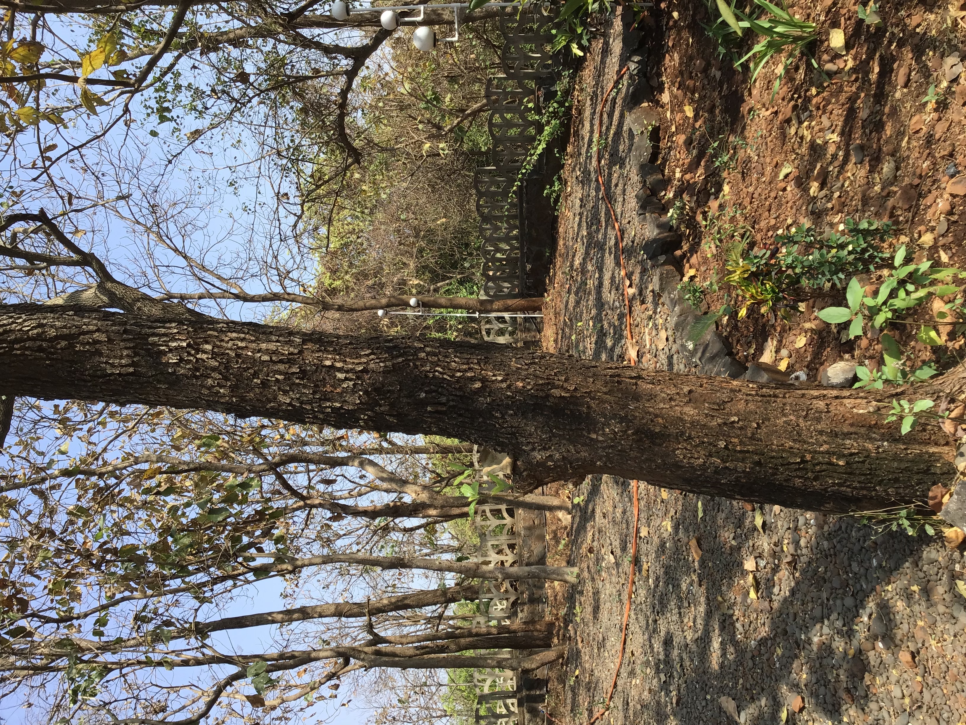 Trees on the plot 15