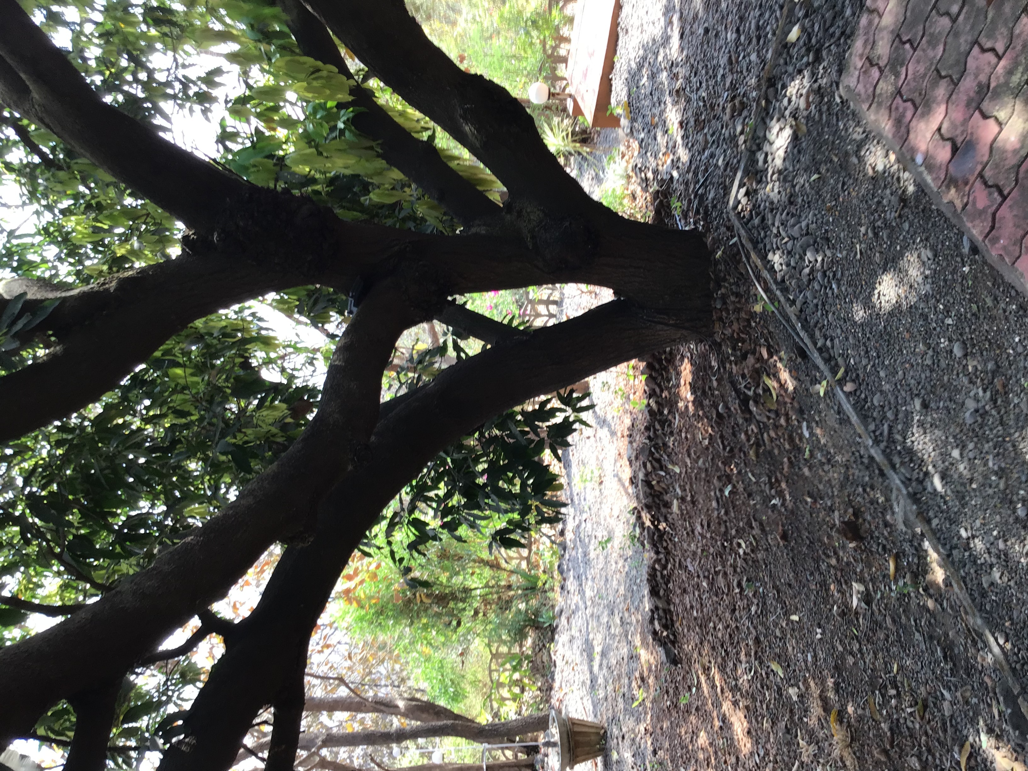 Center Mango tree